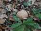 Nyári vargánya (Boletus reticulatus), Budai-hegység